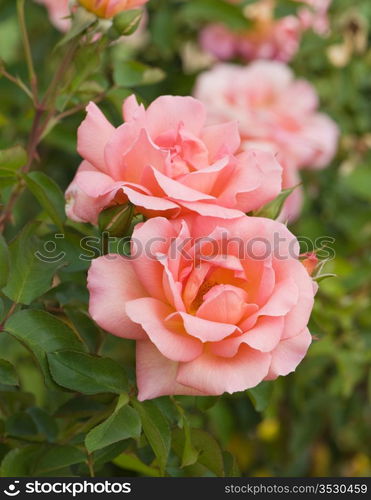 Beautiful pink rose on the green natural background.Shallow focus