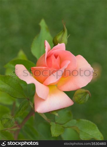Beautiful pink rose on the green natural background.Shallow focus