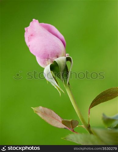 Beautiful pink rose on the natural background.Shallow focus