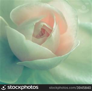 Beautiful pink rose petal, vintage filter effect