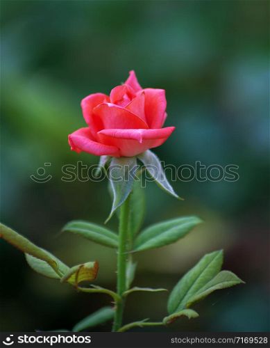 beautiful pink rose, photographed in the garden.