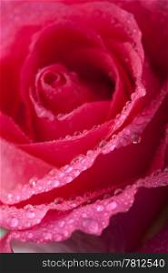 beautiful pink rose with water droplets