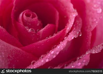 beautiful pink rose with water droplets (shallow focus)