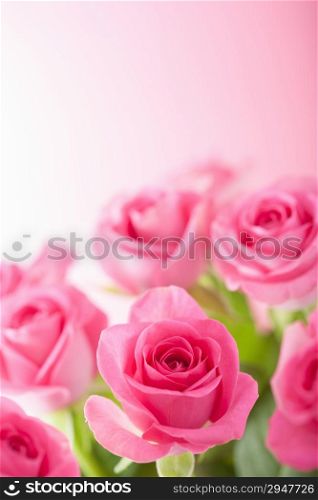 beautiful pink roses background closeup