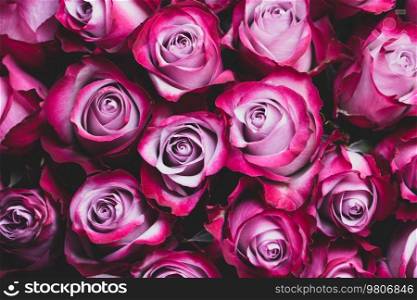 Beautiful pink roses background for Valentines day design. Beautiful pink roses background