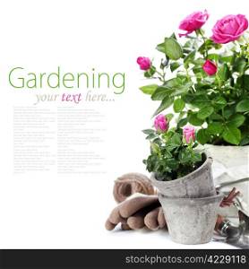 Beautiful pink roses in a flowerpots and garden tools isolated on white (with easy removable text)
