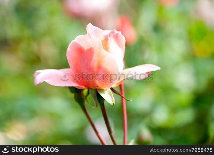 Beautiful pink roses in the garden