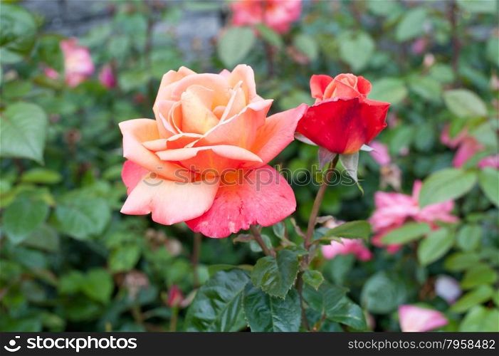 Beautiful pink roses in the garden