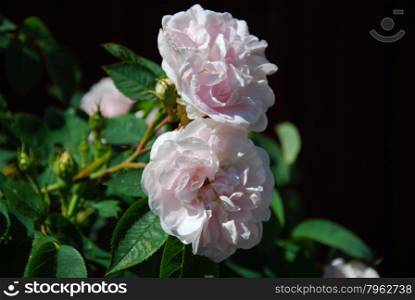 Beautiful pink roses with green leaves in a garden