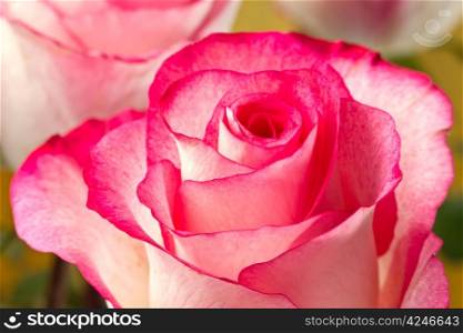 Beautiful pink rosesbud