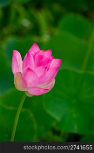 Beautiful pink sacred lotus grow in a pond at a garden in Kauai, Hawaii. Nelumbo nucifera is an aquatic herb with submerged horizontal stems. It is a national flower of both India and Vietnam, as well as an important symbol in Buddhism and Hinduism.