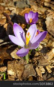 Beautiful pink saffron spring flower amid dried leaves