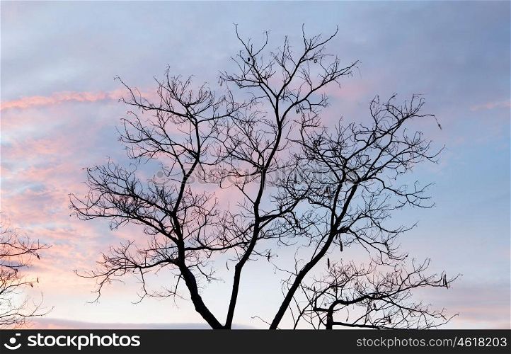 Beautiful pink sky with a tree without leaves at front