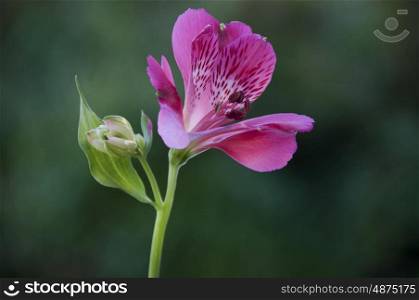Beautiful Pink Spotted Flower