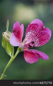Beautiful Pink Spotted Flower