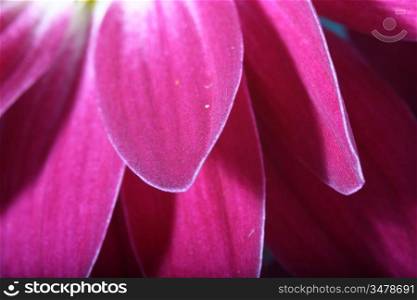 beautiful pink spring flower close-up