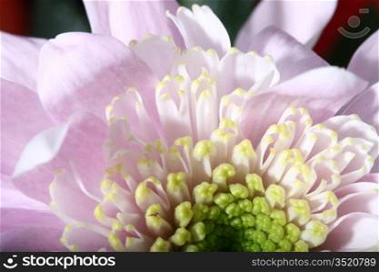 beautiful pink spring flower close-up