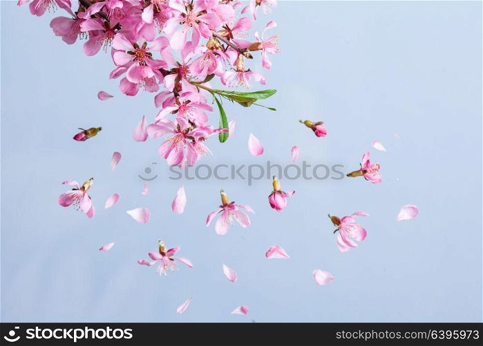 Beautiful pink spring flower explosion on a blue background. Spring blossom explosion