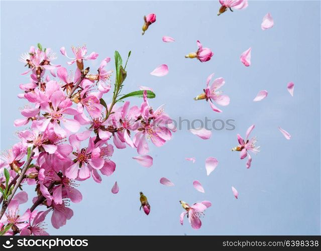 Beautiful pink spring flower explosion on a blue background. Spring blossom explosion