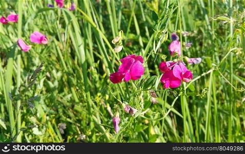 Beautiful pink sweet peas flower growing wild
