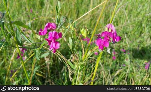 Beautiful pink sweet peas flower growing wild in summer field