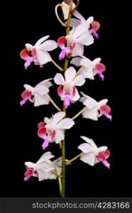 Beautiful pink terrestrial orchid, Doritis pulcherrima, isolated on a black background