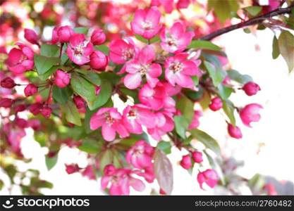 Beautiful pink tree blossoms in spring time using shallow depth of field