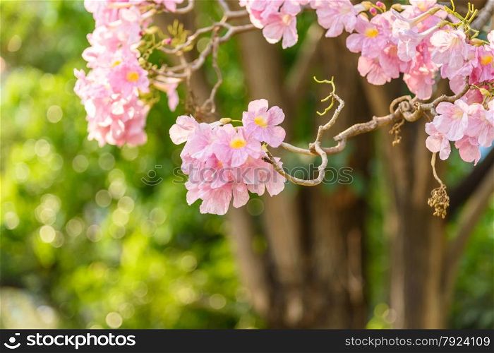 Beautiful Pink Trumpet flower or Tabebuia heterophylla