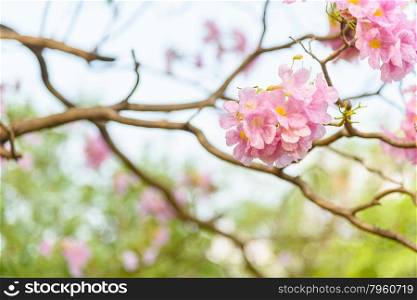 Beautiful Pink Trumpet flower or Tabebuia heterophylla