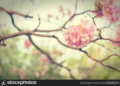 Beautiful Pink Trumpet flower or Tabebuia heterophylla, selective focus and vintage effect style