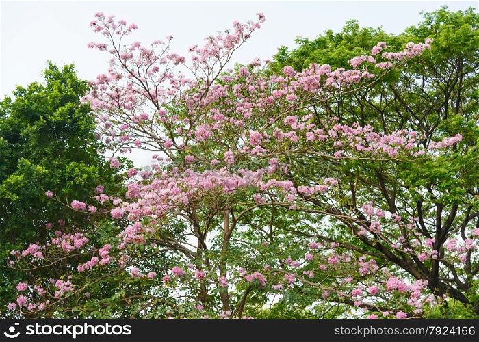 Beautiful Pink Trumpet flower tree or Tabebuia heterophylla
