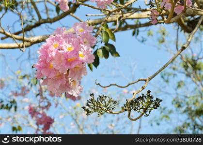 Beautiful pink trumpet or tatebuia blossom