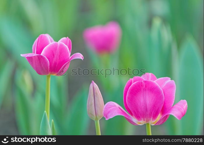 Beautiful pink tulip flower in field plantation