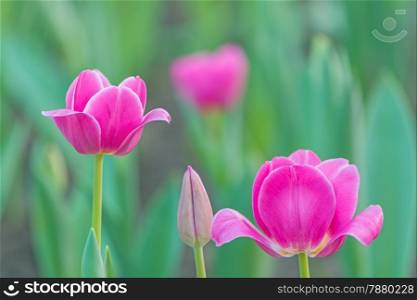 Beautiful pink tulip flower in field plantation