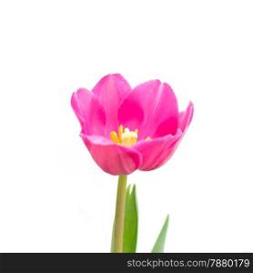 Beautiful pink tulip flower, isolated on white background.