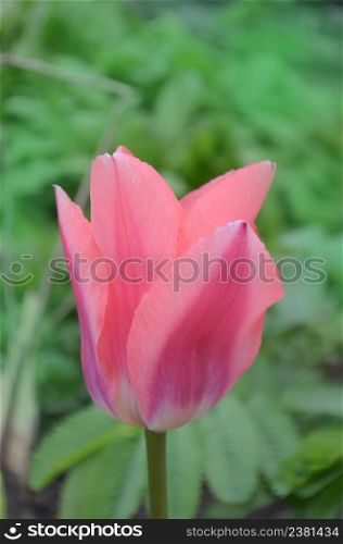 Beautiful pink tulip. Tulips flower beautiful background. Beauty tulips blooming. Pink tulip in garden. Blooming spring flowers