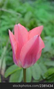 Beautiful pink tulip. Tulips flower beautiful background. Beauty tulips blooming. Pink tulip in garden. Blooming spring flowers