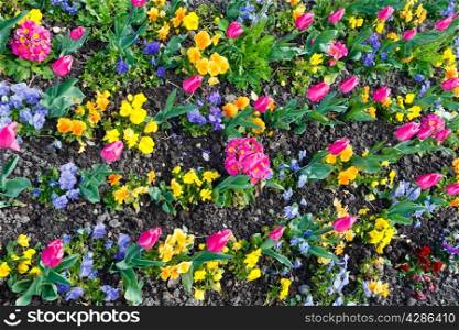 Beautiful pink tulips and Viola tricolor flowers in the spring time. Nature many-colored background.