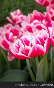 Beautiful pink tulips flower with green leaves grown in garden. pink tulips flower