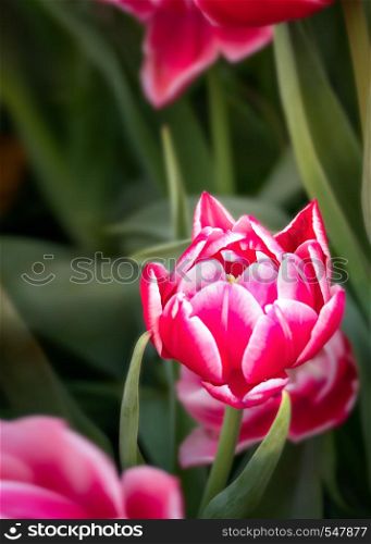 Beautiful pink tulips flower with green leaves grown in garden. pink tulips flower