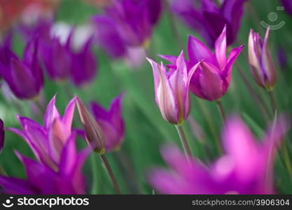 Beautiful pink tulips in garden