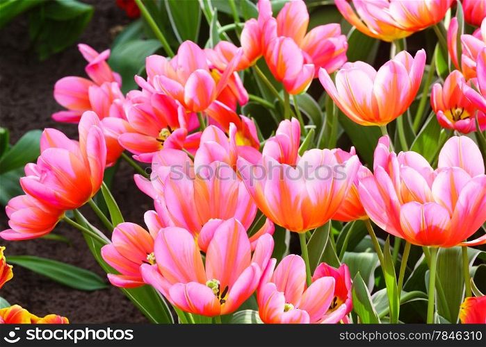 Beautiful pink tulips in the spring time (macro).