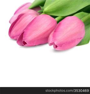 Beautiful pink tulips isolated on white background.With copyspace.The file has native resolution.Background added to achieve good composition.