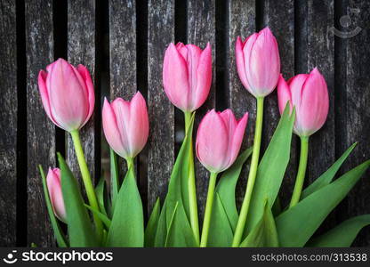 beautiful pink tulips on wooden background. Amsterdam