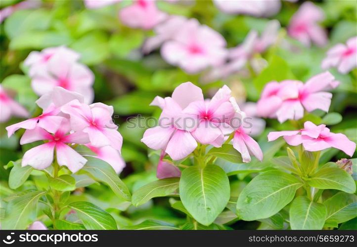 beautiful pink vinca flowers in garden