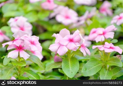 beautiful pink vinca flowers in garden