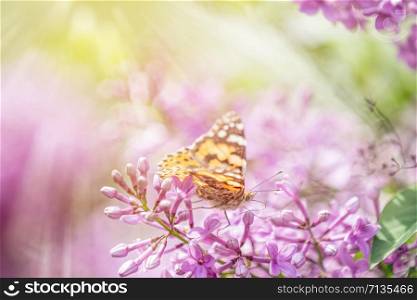 Beautiful pink violet lilac syringa flowers and fluttering butterfly on nature outdoors, close-up macro. Magic artistic image. Toned in sunny light tones.