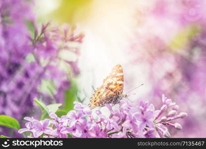 Beautiful pink violet lilac syringa flowers and fluttering butterfly on nature outdoors, close-up macro. Magic artistic image. Toned in sunny light tones.