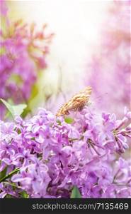 Beautiful pink violet lilac syringa flowers and fluttering butterfly on nature outdoors, close-up macro. Magic artistic image. Toned in sunny light tones.