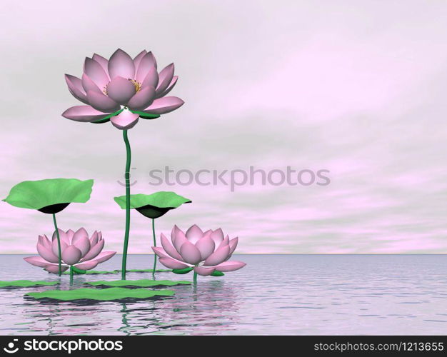 Beautiful pink water lilies and lotus flowers with leaves by cloudy sunset light. Pink waterlilies and lotus flowers - 3D render